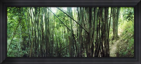 Framed Bamboo forest, Chiang Mai, Thailand Print