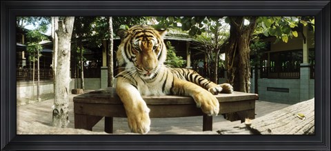 Framed Tiger (Panthera tigris) in a tiger reserve, Tiger Kingdom, Chiang Mai, Thailand Print