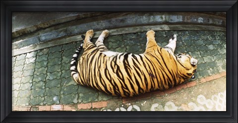 Framed Tiger (Panthera tigris) sleeping in a tiger reserve, Tiger Kingdom, Chiang Mai, Thailand Print
