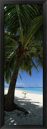 Framed Palm tree on the beach, Aitutaki, Cook Islands Print