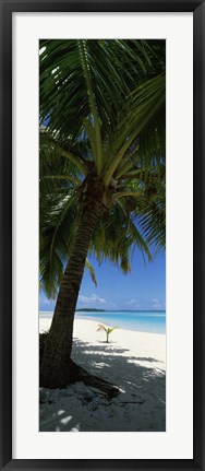 Framed Palm tree on the beach, Aitutaki, Cook Islands Print