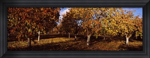 Framed Almond Trees during autumn in an orchard, California, USA Print