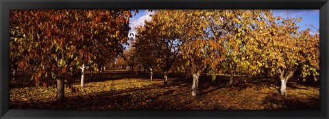 Framed Almond Trees during autumn in an orchard, California, USA Print