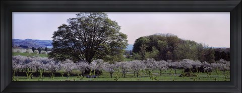 Framed Cherry trees in an Orchard, Michigan, USA Print
