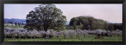 Framed Cherry trees in an Orchard, Michigan, USA Print