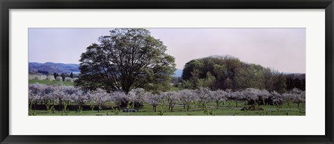 Framed Cherry trees in an Orchard, Michigan, USA Print