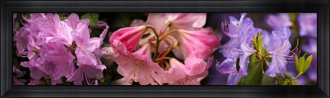 Framed Colorful rhododendrons flowers Print