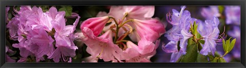 Framed Colorful rhododendrons flowers Print