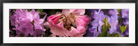 Framed Colorful rhododendrons flowers Print