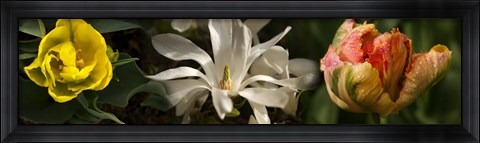 Framed Close-up of yellow and white flowers Print
