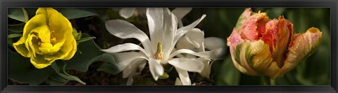 Framed Close-up of yellow and white flowers Print