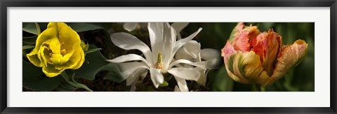 Framed Close-up of yellow and white flowers Print