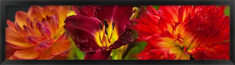 Framed Close-up of orange flowers Print