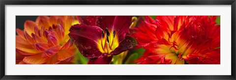 Framed Close-up of orange flowers Print