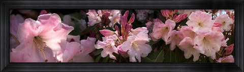 Framed Close-up of pink rhododendron flowers Print