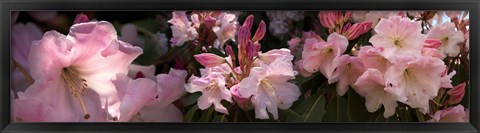 Framed Close-up of pink rhododendron flowers Print