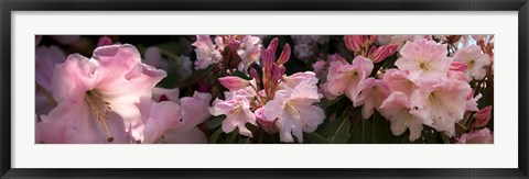 Framed Close-up of pink rhododendron flowers Print