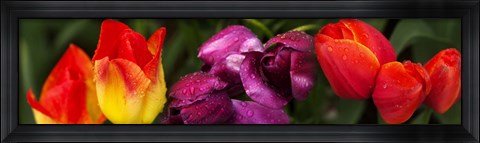 Framed Close-up of tulip flowers Print