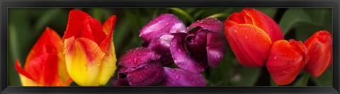 Framed Close-up of tulip flowers Print