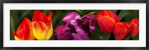 Framed Close-up of tulip flowers Print
