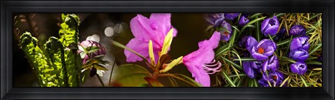 Framed Close-up of purple and pink flowers Print