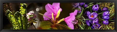 Framed Close-up of purple and pink flowers Print