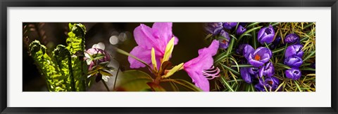 Framed Close-up of purple and pink flowers Print