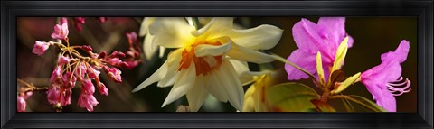 Framed Close-up of white and pink  flowers Print