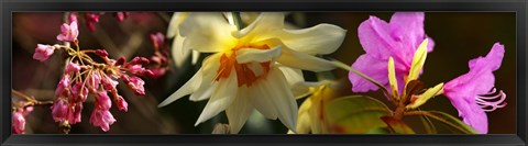 Framed Close-up of white and pink  flowers Print