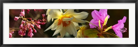 Framed Close-up of white and pink  flowers Print