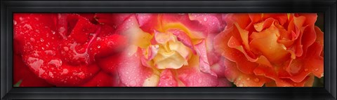 Framed Close-up of three Rose flowers Print