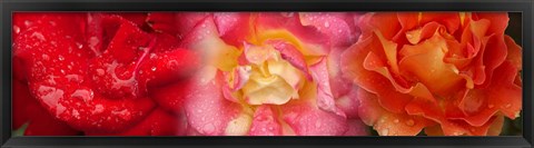 Framed Close-up of three Rose flowers Print