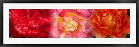 Framed Close-up of three Rose flowers Print