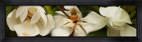 Framed Close-up of white magnolia flowers Print
