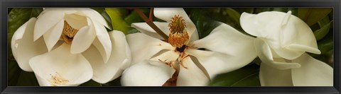 Framed Close-up of white magnolia flowers Print