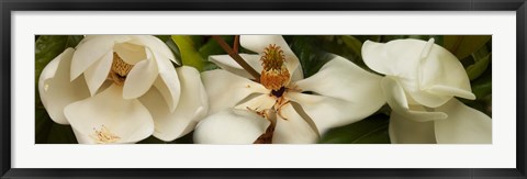 Framed Close-up of white magnolia flowers Print