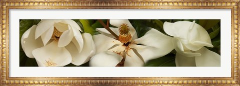 Framed Close-up of white magnolia flowers Print