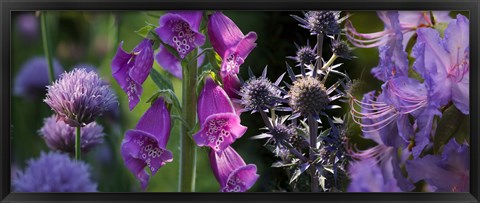 Framed Close-up of purple flowers Print