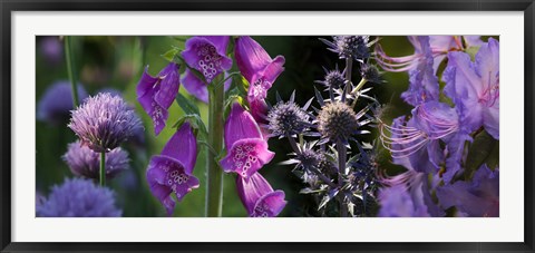 Framed Close-up of purple flowers Print