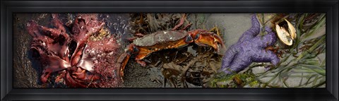 Framed Sea critters Print