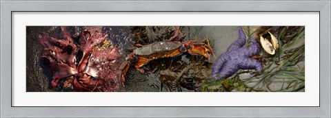 Framed Sea critters Print