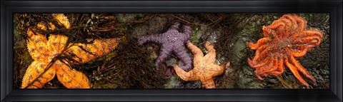 Framed Sea stars Print