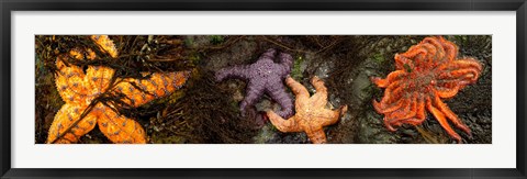 Framed Sea stars Print