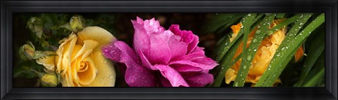 Framed Close-up of roses Print