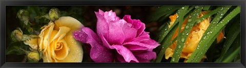 Framed Close-up of roses Print