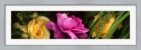 Framed Close-up of roses Print
