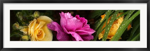 Framed Close-up of roses Print