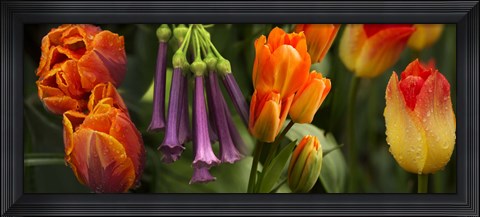 Framed Close-up of orange and purple flowers Print