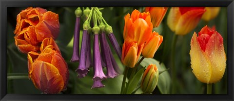 Framed Close-up of orange and purple flowers Print