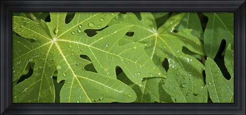 Framed Raindrops on papaya tree leaves, La Digue, Seychelles Print